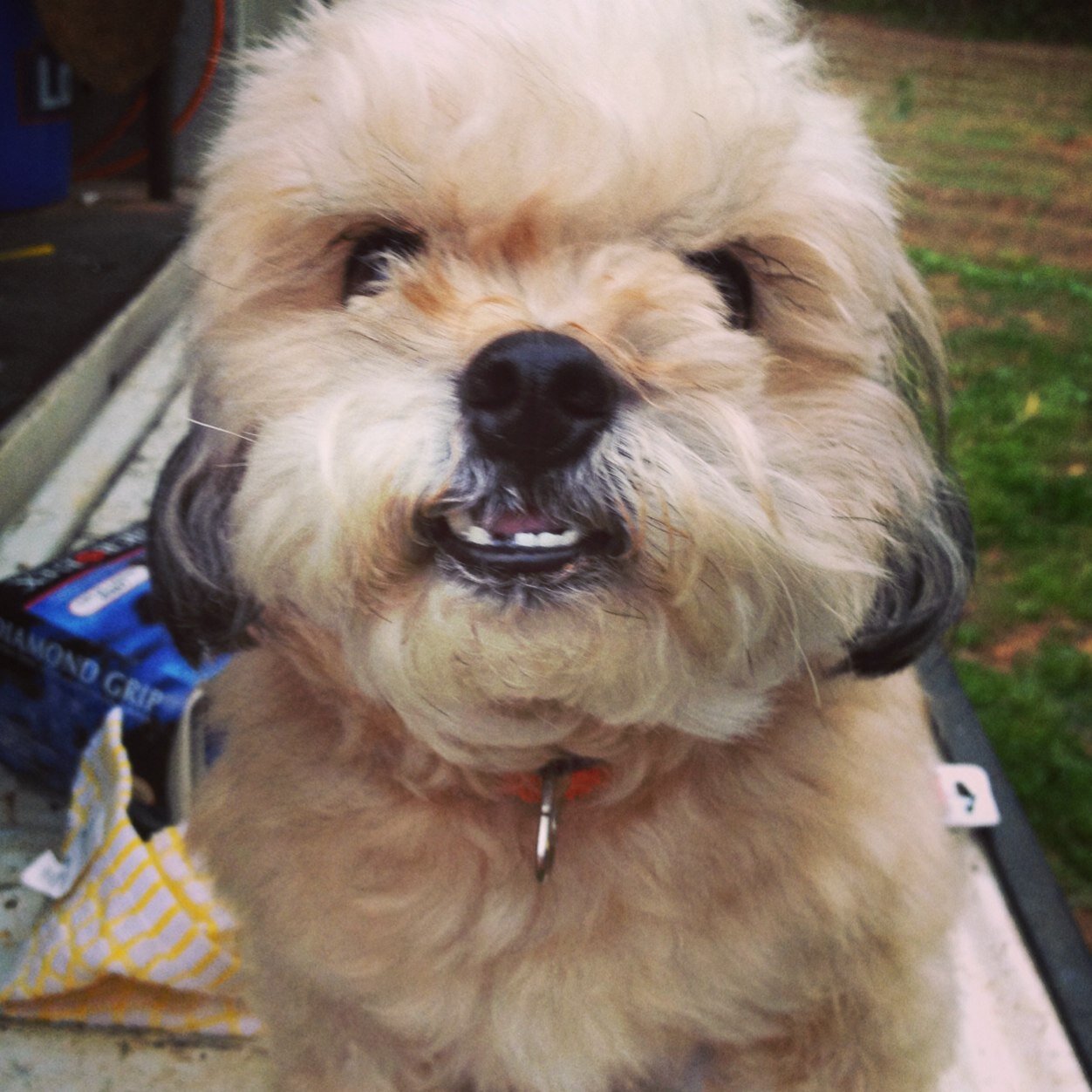 Just a dog.