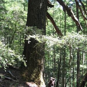 Over 1,000 acres to be logged in the Mattole this summer, including 500 acres of unentered Old Growth.