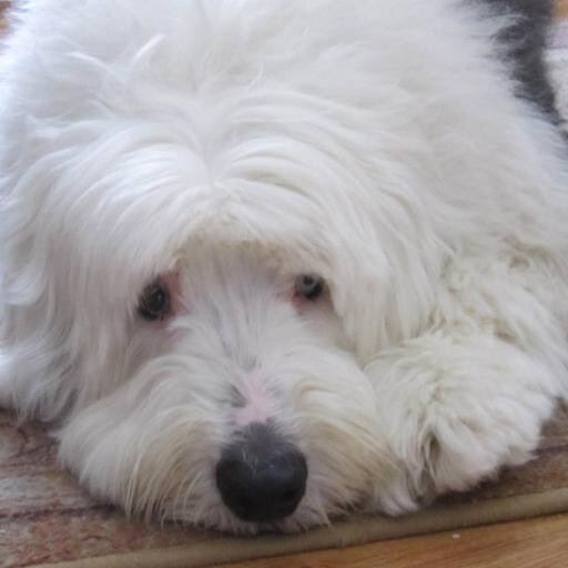 MyGrammyB's profile picture. I love hearing ''I'm the BEST Mom & Gramma EVER''. Widowed & over it. None deny I am a favorite! Now woodntcha just know it, the closet Writer wants out!