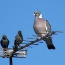 Steve Pullen - @lullie01 - Twitter