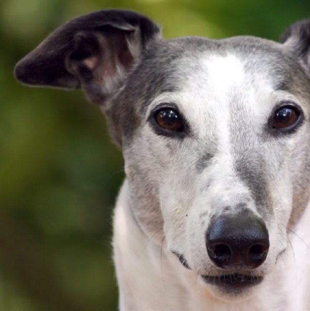 AndieHalihan's profile picture. Builds new factories and improves older ones. Engineering & psychology. Skiing, star sailing, greyhounds & reading.