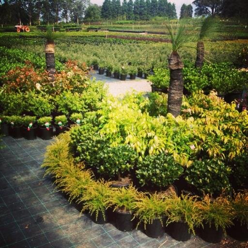 Sydney online landscape plant supplier. visit https://t.co/fj2WlOBNPS for information! instagram @budgetnursery