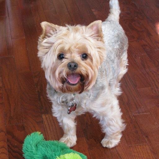 TheYorkieTimes Profile Picture