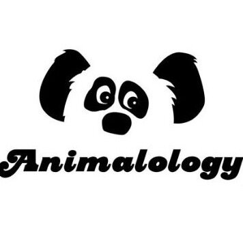 Animal rescue advocacy, and a platform for a soon to be animal behavior social enterprise