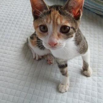 azukimashiba's profile picture. キャラメルボックスの脚本家、役者です。ナッポスユナイテッド所属。→https://t.co/jSTE9QbK7m
インスタもこっそり→azukimashibaで検索お願いします←自信なし