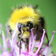 Bombus_Bee's profile picture. Bumblebees and Honey Bees blog ~ Join the BBCT Bumblebee Consevation Trust and save our Bumblebees ~ by Bombus Bee ~ Simon :-)