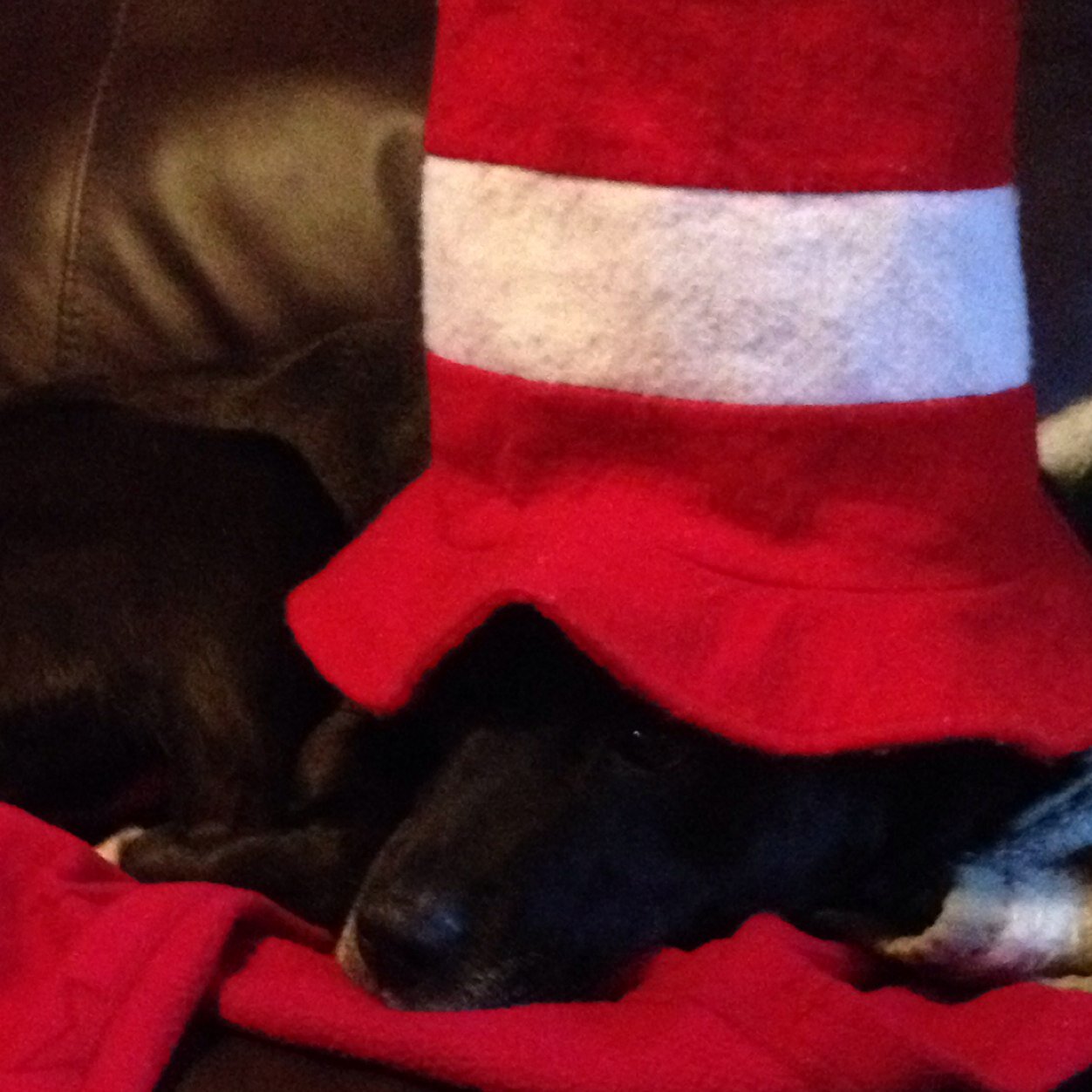 6Pangolins's profile picture. 