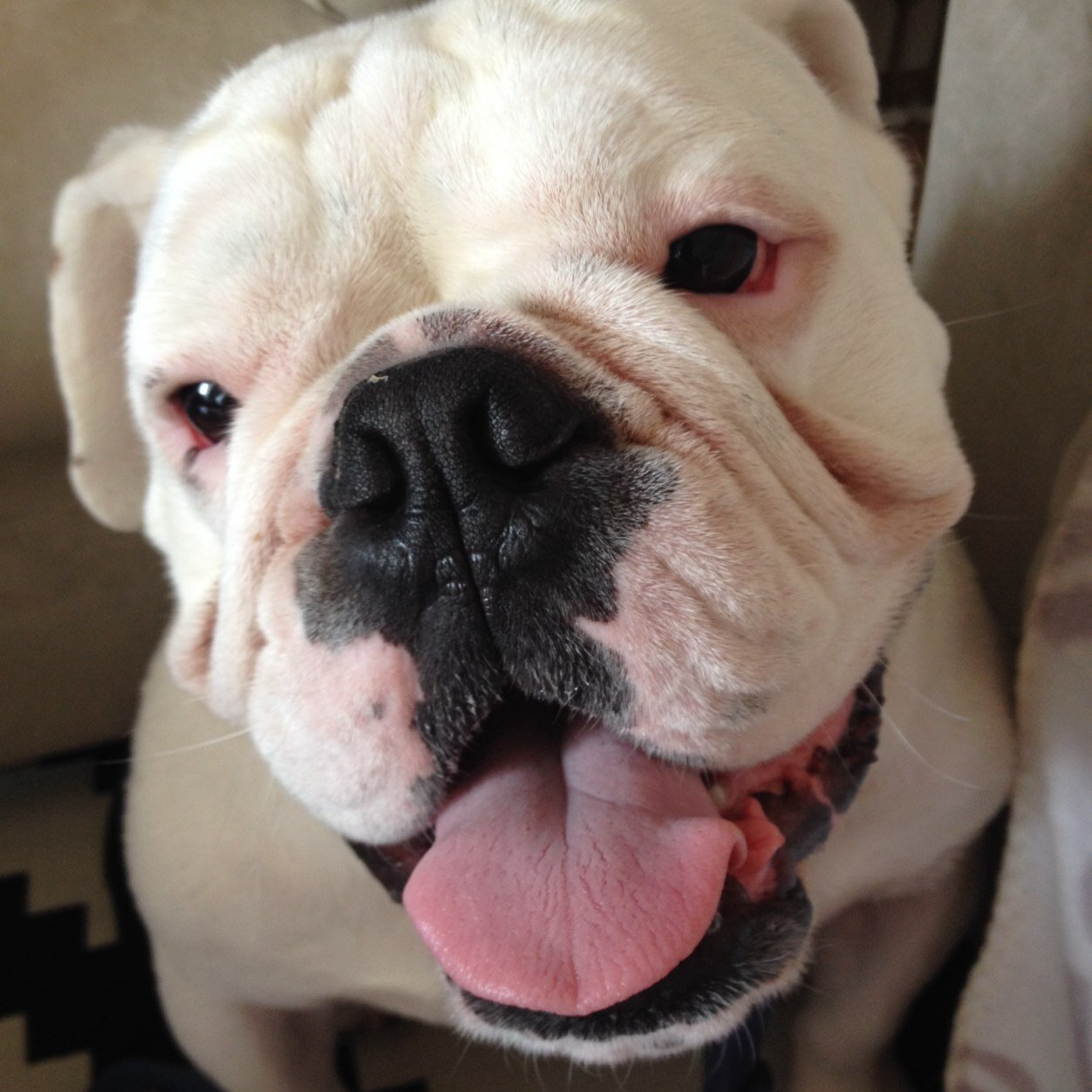 Enjoying a life of eating, sleeping, snugglin with my mom, hangin with my dad and playing with my cousins. I am a Bulldoggy.