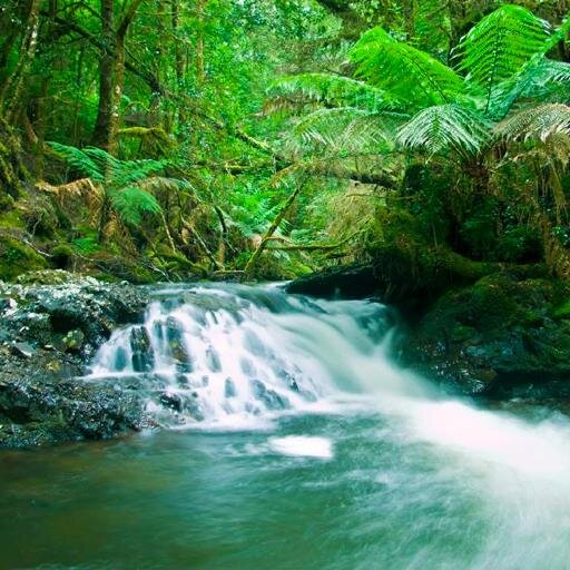 http://t.co/tdIrAXlpJO Tasies's Tarkine Wilderness is under threat! We are a movie installation to tour the nation to spread the word in public spaces