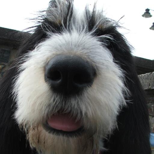 pawsforthought2's profile picture. Dog Grooming