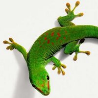 London Gecko (@londongecko) 's Twitter Profile