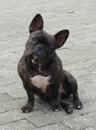 RalphiRafael's profile picture. ATHLETIC CLUB DE BILBAO.UN SUEÑO HECHO REALIDAD