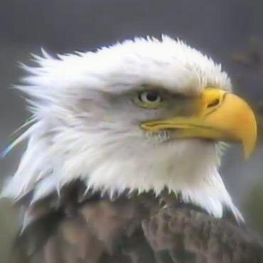 Animal & nature lover.  Decorah Eagle Lover!  Moderator for the Decorah Eagles.