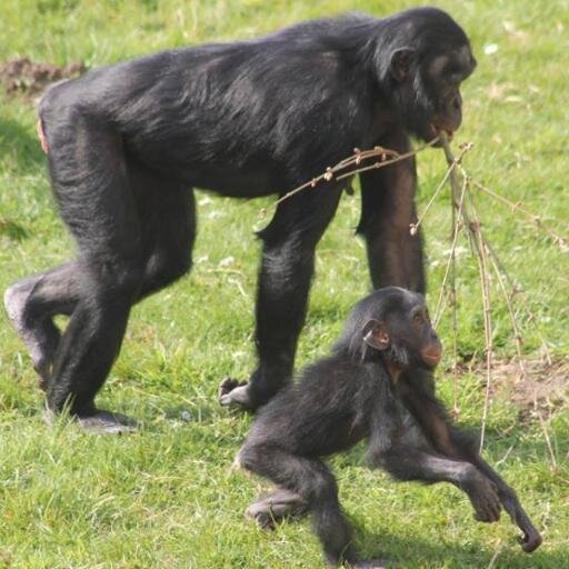 Planckendaelgids. #Primatologie Belgisch, Nederlands & internationaal dierentuinnieuws. #Animal facts. Verslaafd aan beestjes en #dierkunde.