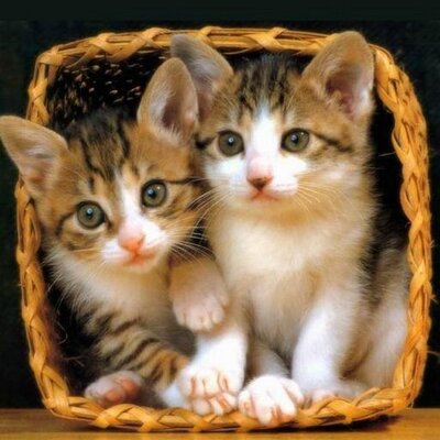 とにかく可愛い猫たち Neko Kyun Twitter