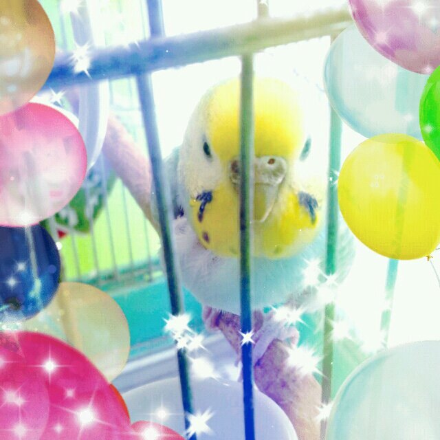 鳥好きのセキセイインコ飼い🐦️阪神＆オリックス⚾️❤️の平成も令和も貧窮問答歌一家🏠️ぬいぐるみ好き🐻勝手にぬいぐるみの童心（@Dousin_kawaii）さん応援中✨サッカー⚽️一応グランパス応援中ですが、地元セレッソ大阪🌸＆FC大阪と第2の地元の奈良クラブ🦌絶賛応援中