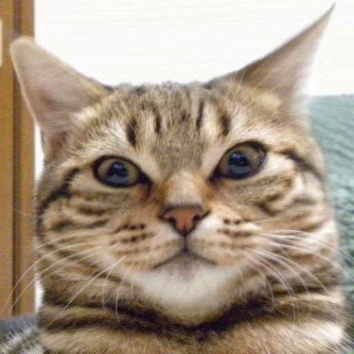 ひとり旅好き・観光好き・猫好きのプログラマー。まだまだ未熟で日々勉強中！PHP Rails WordPress Java HSP3  ・・・ http://t.co/eVVFw7HNgY http://t.co/PrQC3PL9S2