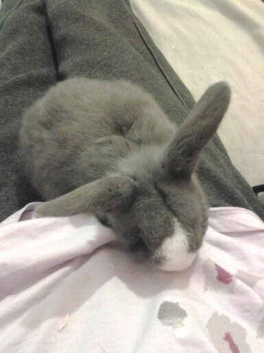 I love animals,  I have 3 rabbits, 4 hamster, 5 cats, 2 dogs, 2 birds, 2 chickens, 1 snake and 1 owl on its way