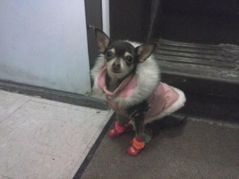 I'm a Chihuahua that wants animal cruelty to end. I was in a puppy mill and it was not pleasant.