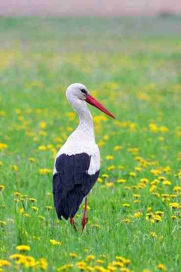 Fascinated by the white storks. I am Polish, sensitive, weak mentally. I live in the countryside Szuman Pustoła. I like tolearn and I have the highest average