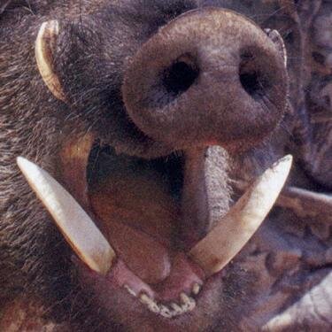 qawqaw322's profile picture. В городских джунглях я кабан, всем самкам: хрю-хрю!