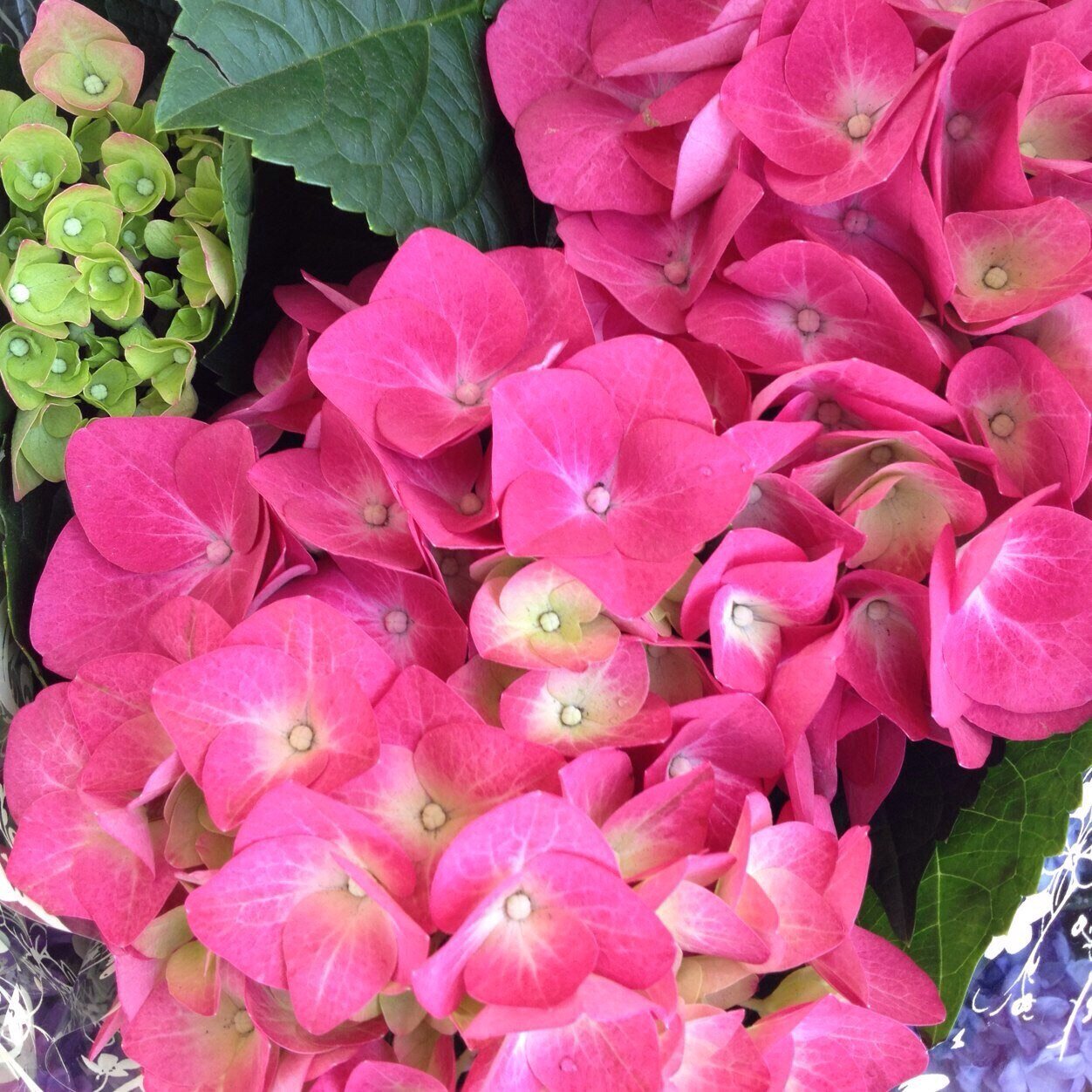 Fresh flowers & plants for all occasions.