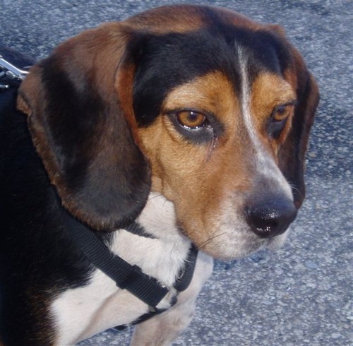 pestfree's profile picture. If You've Got 'Em, Brandon Gets 'Em