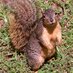 Squirrelandia (@squirrelandia) Twitter profile photo