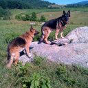 Alice Neff Lucan - @Newslaw - Twitter