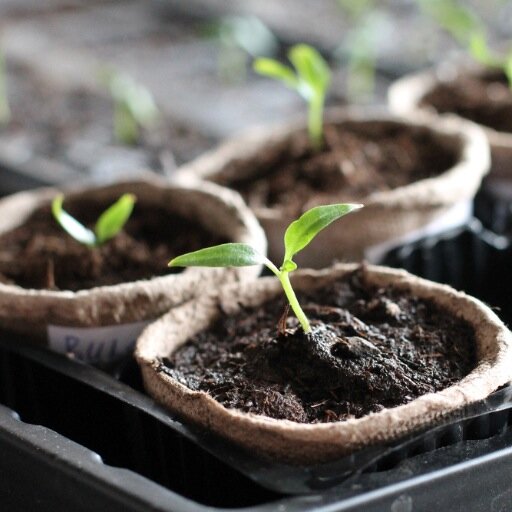 Green fingered gardening tips and pictures!