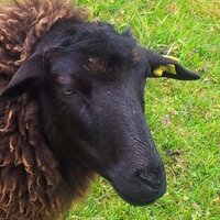 Schaf (@felix_schaf) 's Twitter Profile