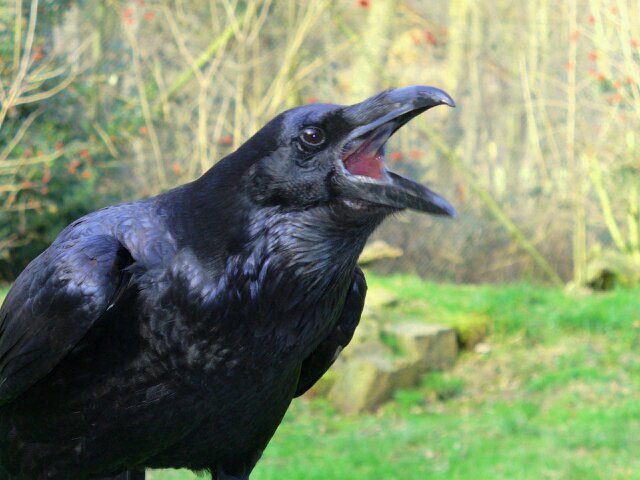 I am The Raven. I love to perch upon doors and say nevermore. Want to be my friend? Just give me a Squawk.