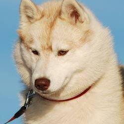The most big page on the world that is dedicated only husky dogs https://t.co/WJSIq48afC
https://t.co/nVxVnvCxFI