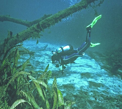 SpringDiver's profile picture. Ron Coley Books & Prints