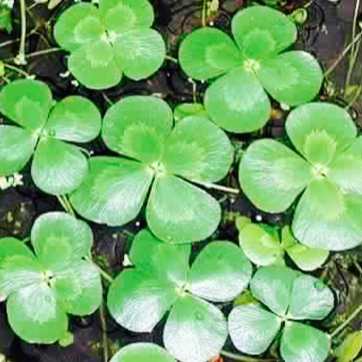 Luckiest things to happen. Send your lucky and funny stories into luckygulfcoast228@yahoo.com