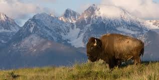 This is the Bison Network, a conduit of enlightened thought, capital and ideologies. We duplicate our efforts in order to make individual profits collectively.