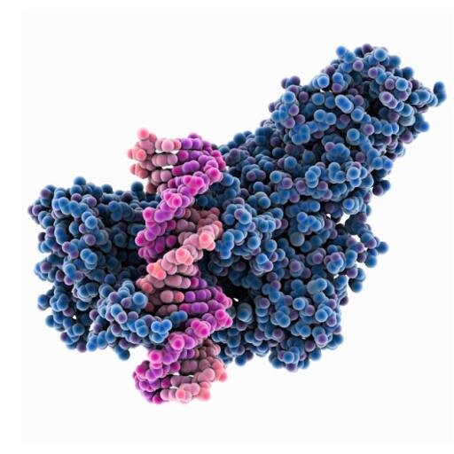 Epigenomics Research Group: Christopher G Bell - Barts & The London; QMUL