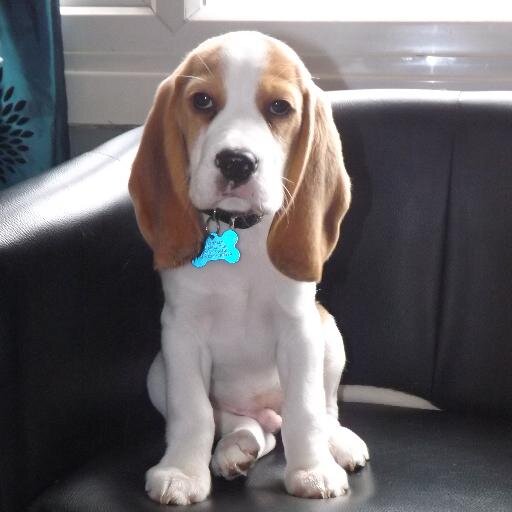 k66yla's profile picture. A Vespa riding, Northern Soul loving postie. Owned by 2 Beagles.