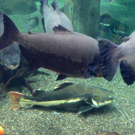 RiverGiants1's profile picture. 