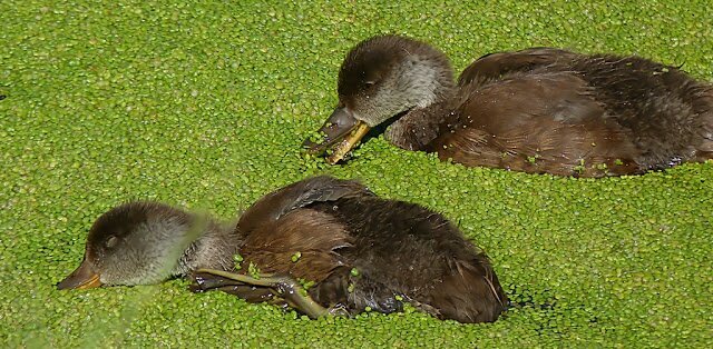 EutrofizacionPr's profile picture. 