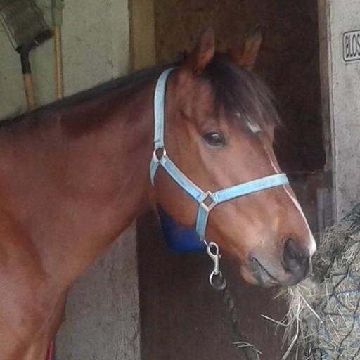 DaniSales1989's profile picture. I am a hardworking horse enthusiast who owns a beautiful ex racing TB called Calico Bay. I also have one and three quarters of cats and a couple of fish.