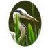 Warnham LNR Friend (@warnhamfriends) Twitter profile photo