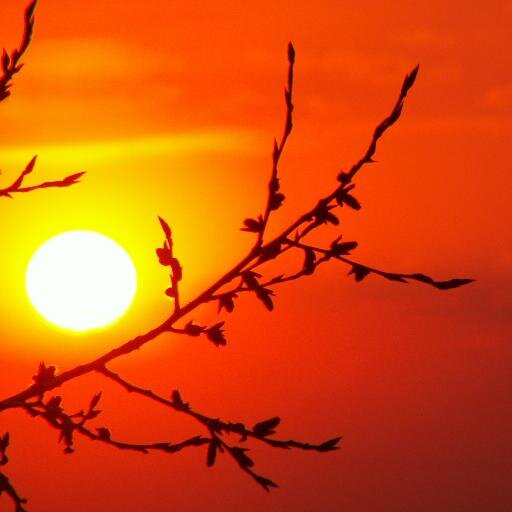 burialofthemerc's profile picture. The walk in the sunset ...