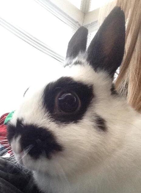 We are a rescue for our little furry friends. Based in St Helens, we rescue neglected and mistreated bunnies with the aim to find a new home that they deserve.
