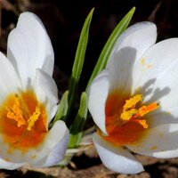 Osminyum Os (@osminyumos) Twitter profile photo