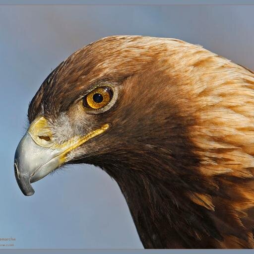 L'aigle est un oiseau symbolique. Bienvenu sur ma page twitter.