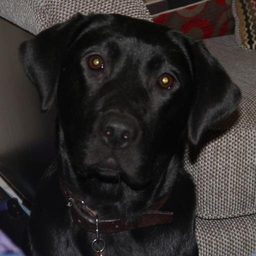 Hi, I'm Jacky.  I am on the breeding programme for Guide Dogs for the Blind.  I live with my family in Kenilworth.
