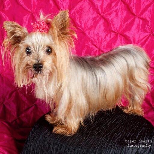 yorkie rescue new ok yorkie rescue okyorkierescue on yorkie rescue new ok yorkie rescue okyorkierescue on