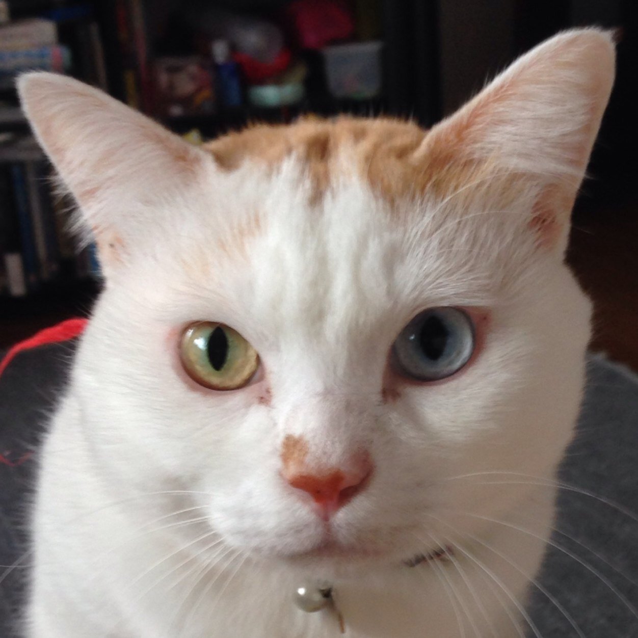 hatsunemuku0's profile picture. 趣味ギター、旅行