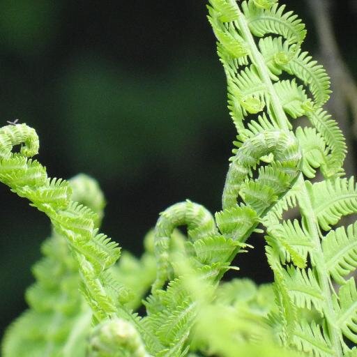 LeniKesselstatt's profile picture. 